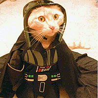 sundance-darthkitty-sm-8762856
