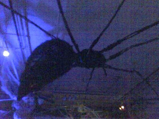 spiderbanjo-4962782