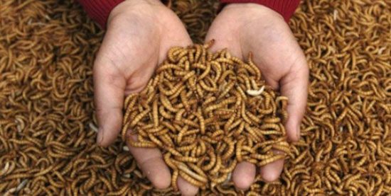 south-african-maggot-business-5729594