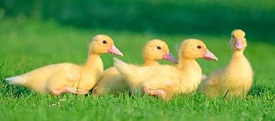 pducks1_1367221c-3460317