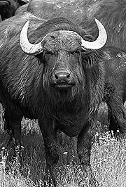 Semi-Controlled Chaos, by John Ostrander