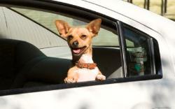 ‘Chihuahua’ Takes Box Office Biscuit